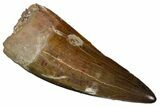 Incredible, Serrated Phytosaur (Smilosuchus?) Tooth - Arizona #145012-1
